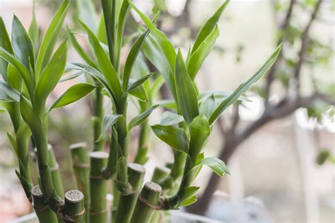 房間放花風水|風水植物｜不只富貴竹！7款招財/招桃花植物推介+不可不知風水 